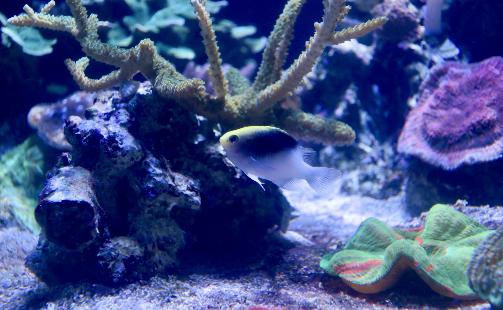 Rolland's Demoiselle (Chrysiptera rollandi)