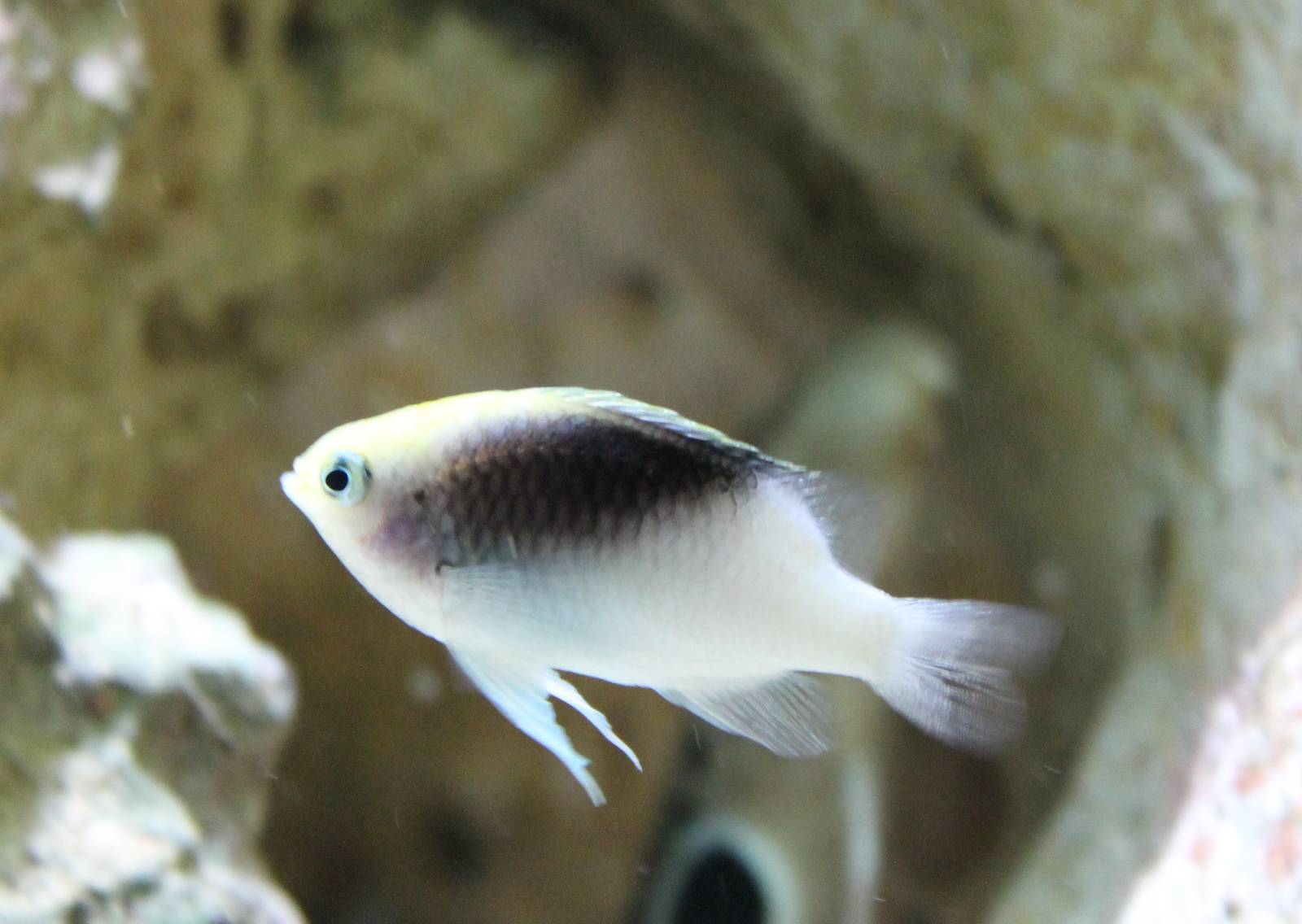 Rolland's demoiselle