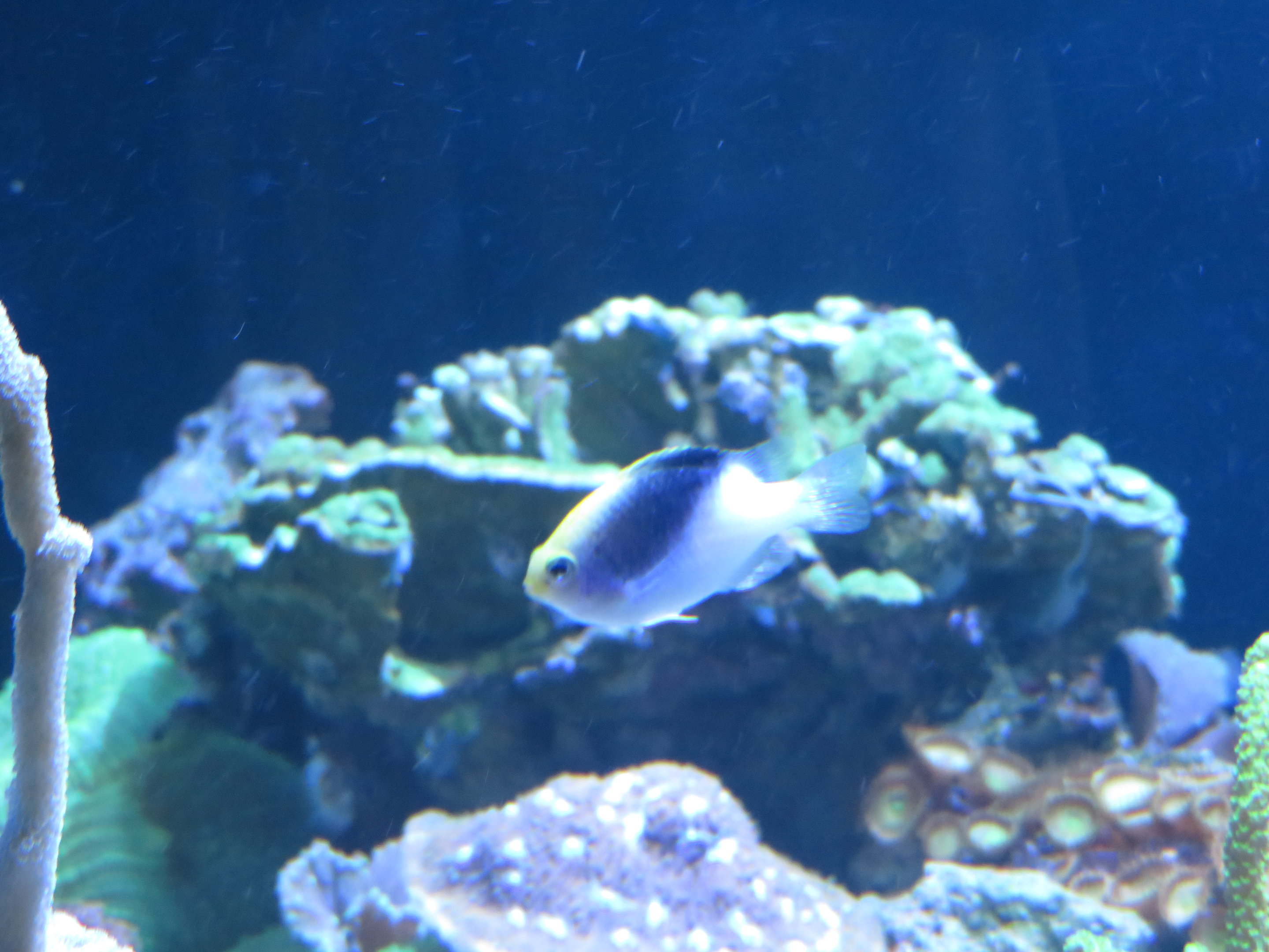 Rolland's Demoiselle