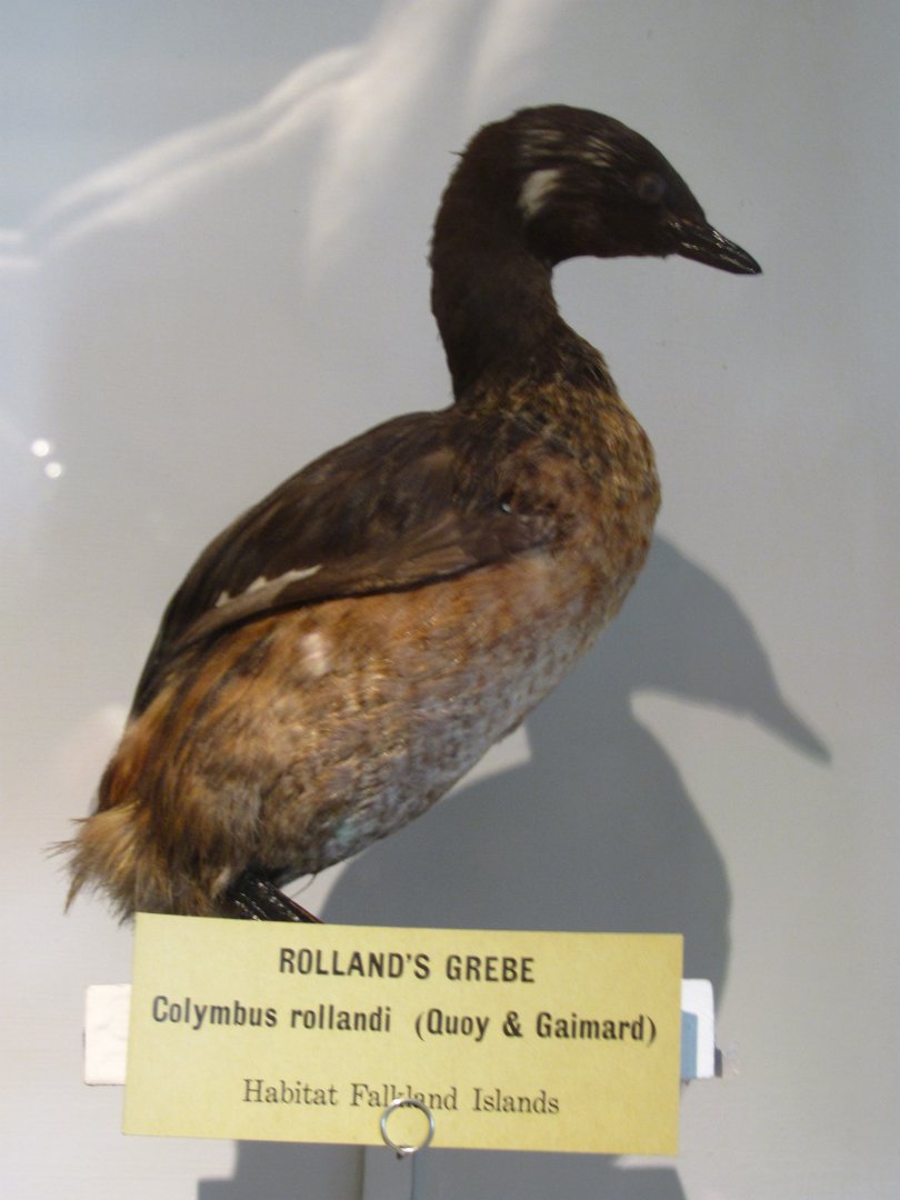 Rolland's Grebe
