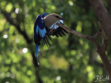 roller making a landing