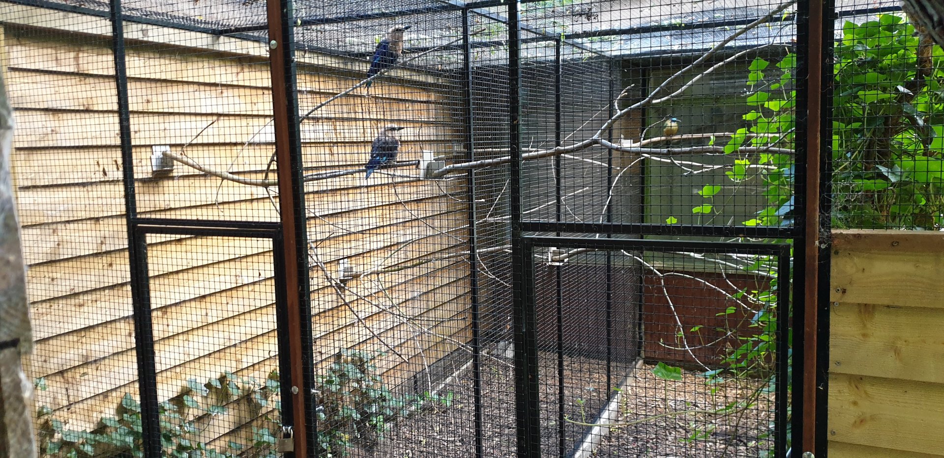 Roller - Motmot aviaries