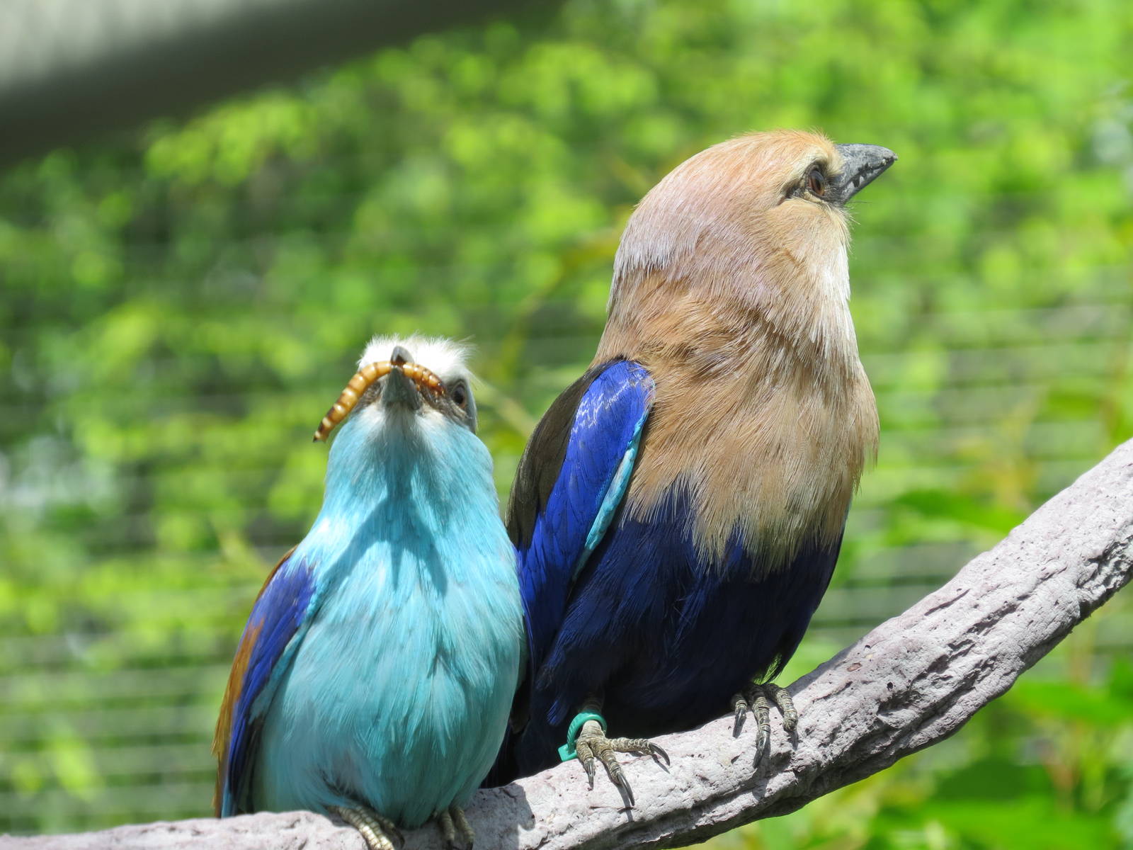 Rollers (Racquet Tailed and Blue bellied)