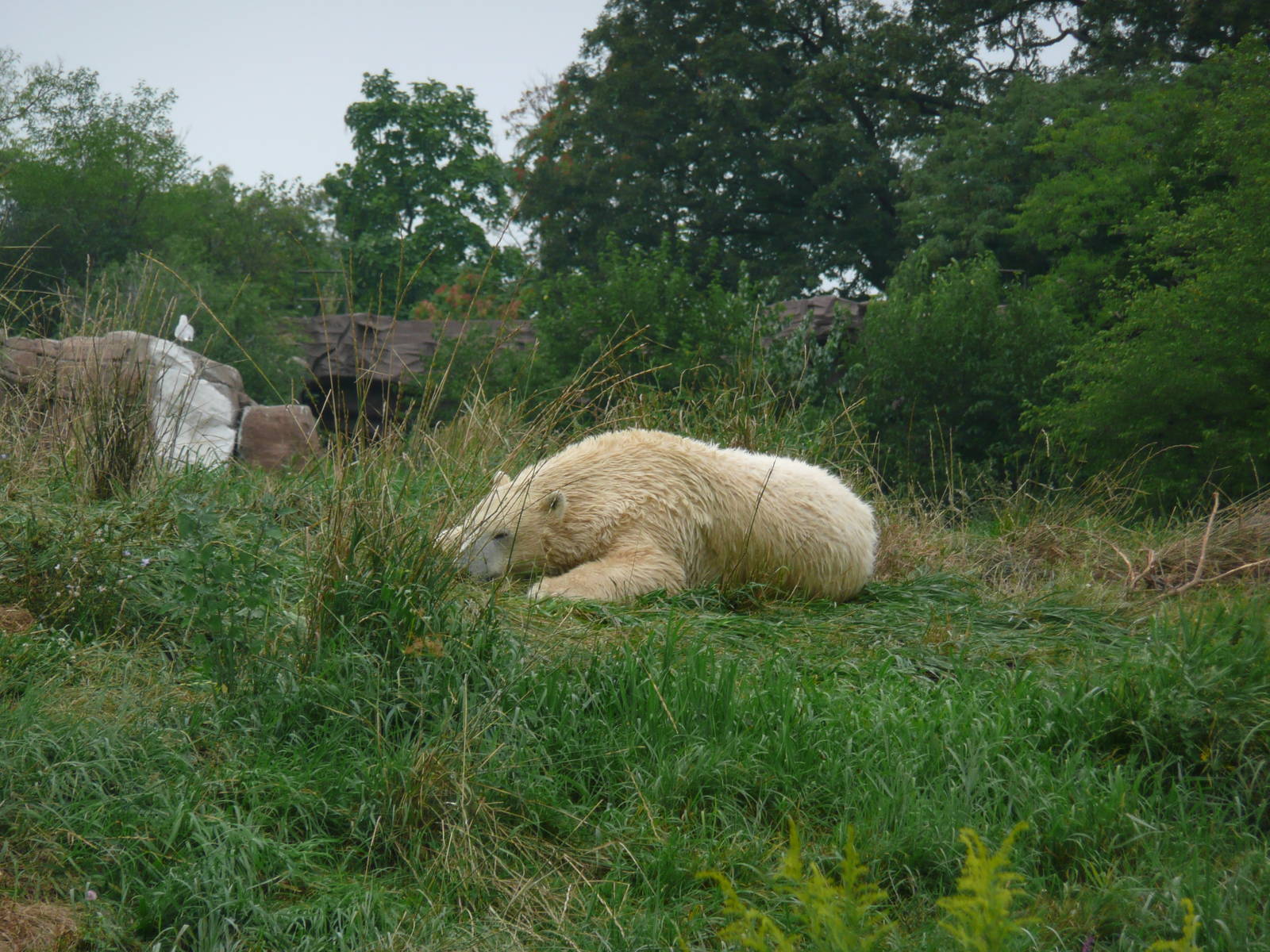 Rollin on the tundra