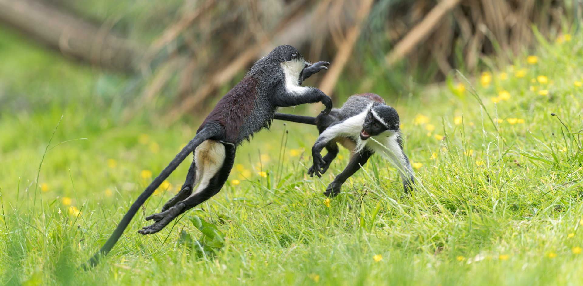 Rolloway monkeys, Chester, UK