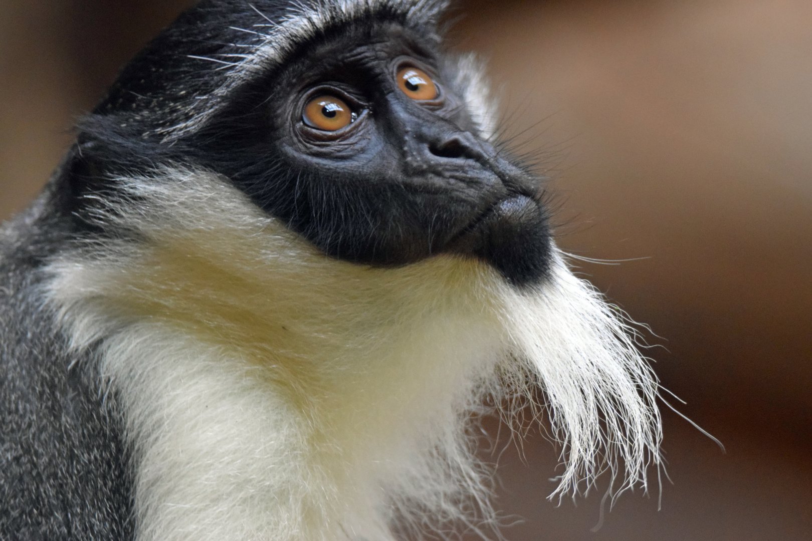 Roloway guenon, 13.10.2019