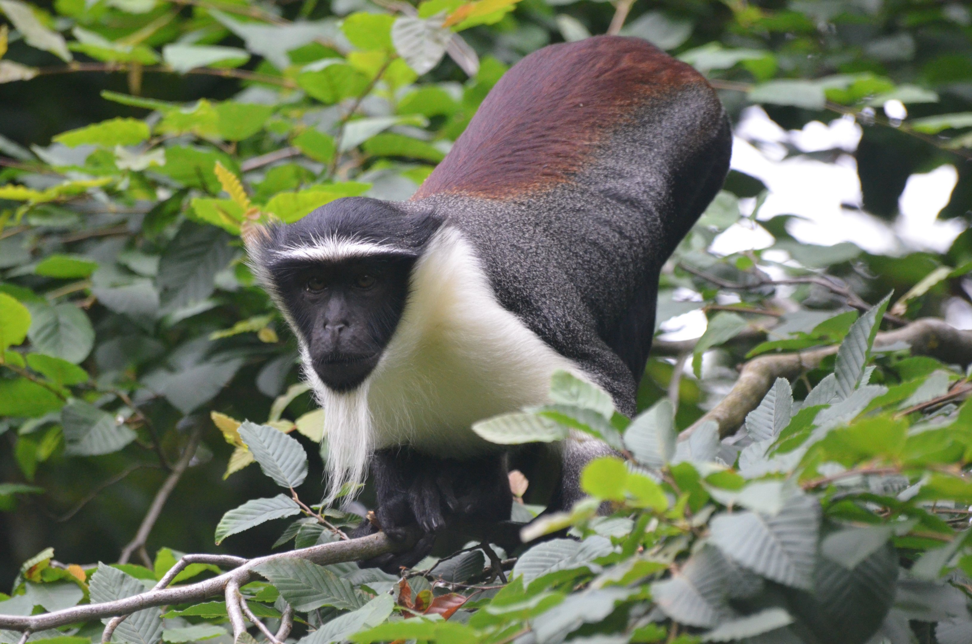 Roloway Guenon at Doué-la-Fontaine, 15/06/18