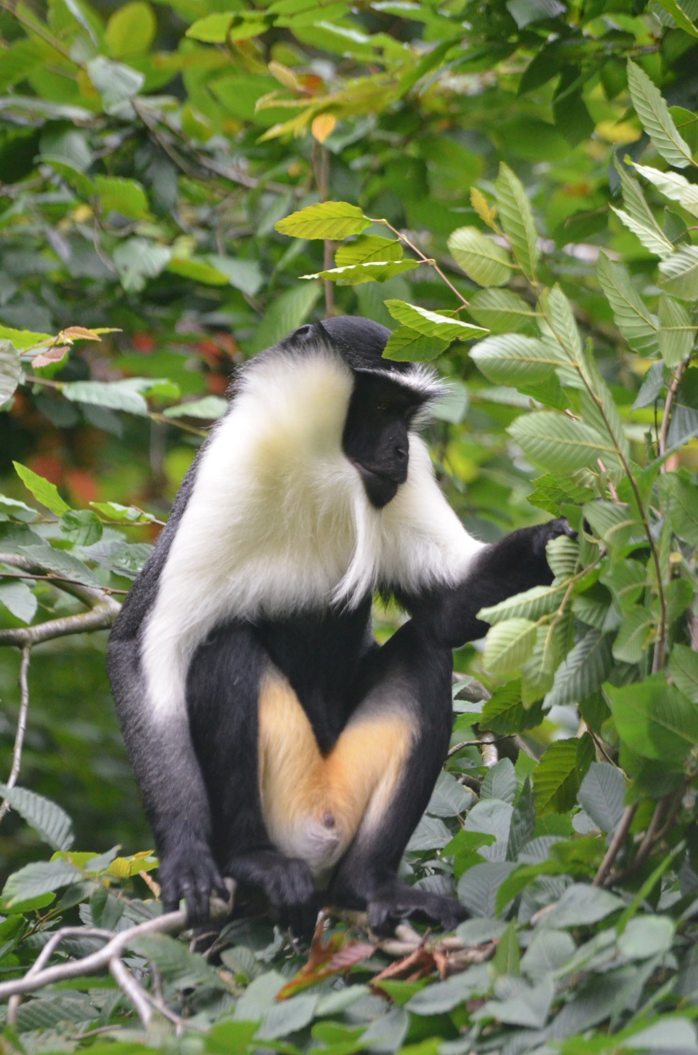 Roloway Guenon at Doué-la-Fontaine, 15/06/18