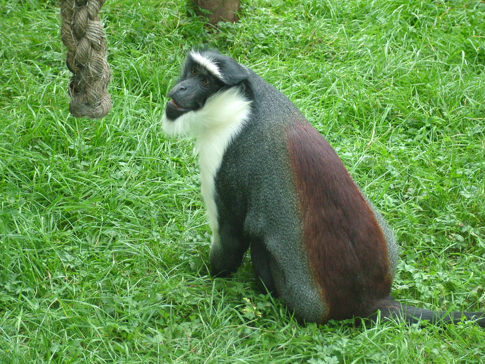 Roloway Guenon at Twycross 13/09/09