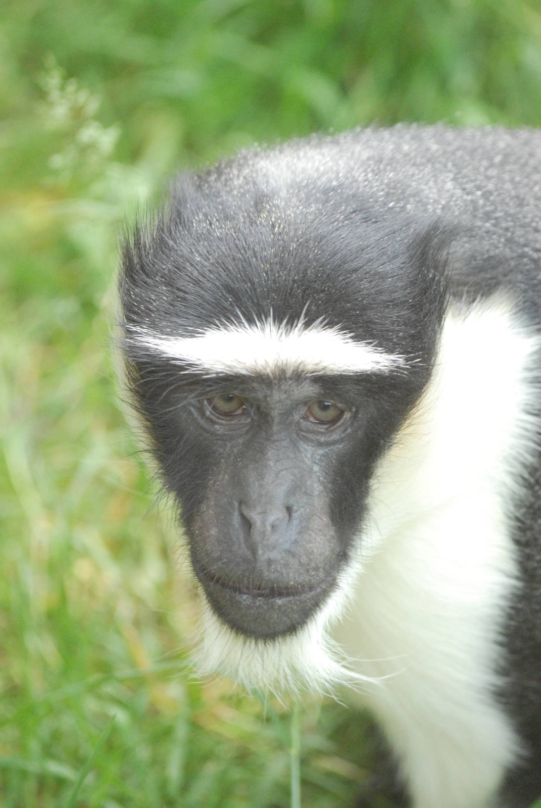 Roloway Guenon at Twycross, 18/06/11