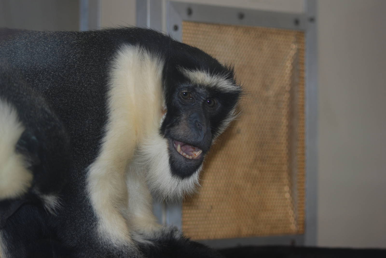 Roloway Guenon at Twycross 27/02/11