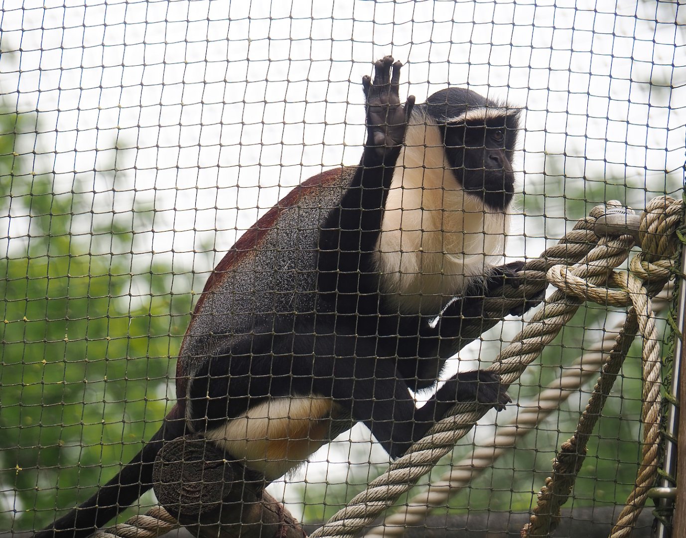 Roloway guenon (Cercopithecus roloway), 2023-08-17