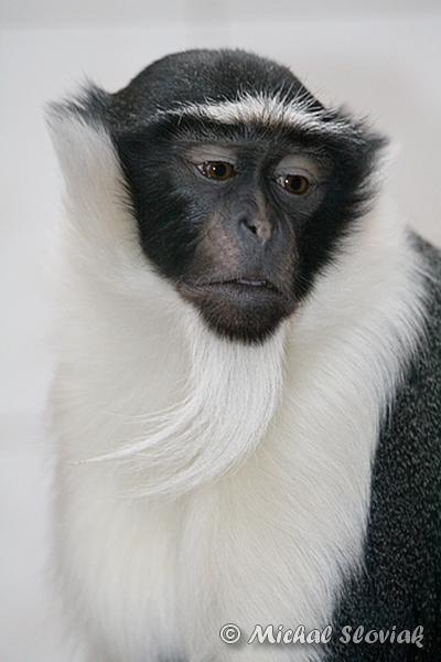 Roloway Guenon (Cercopithecus roloway)