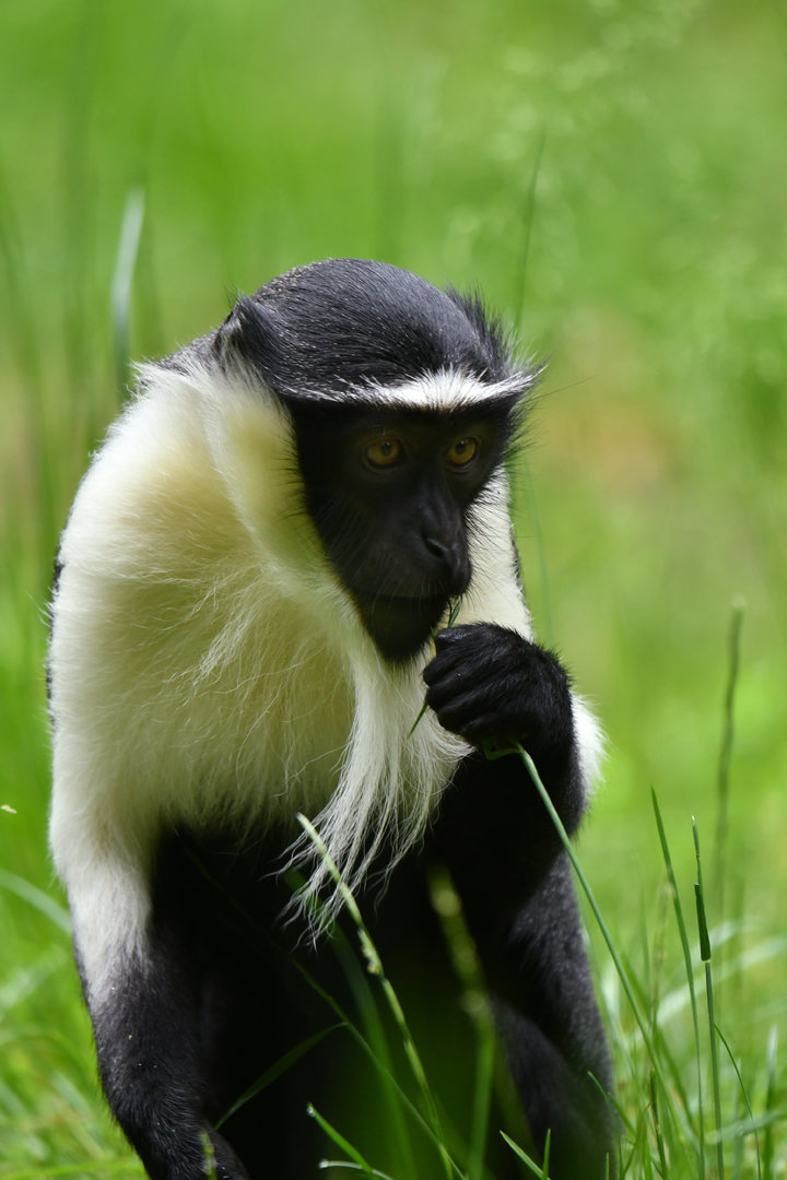 Roloway Guenon (Cercopithecus roloway)