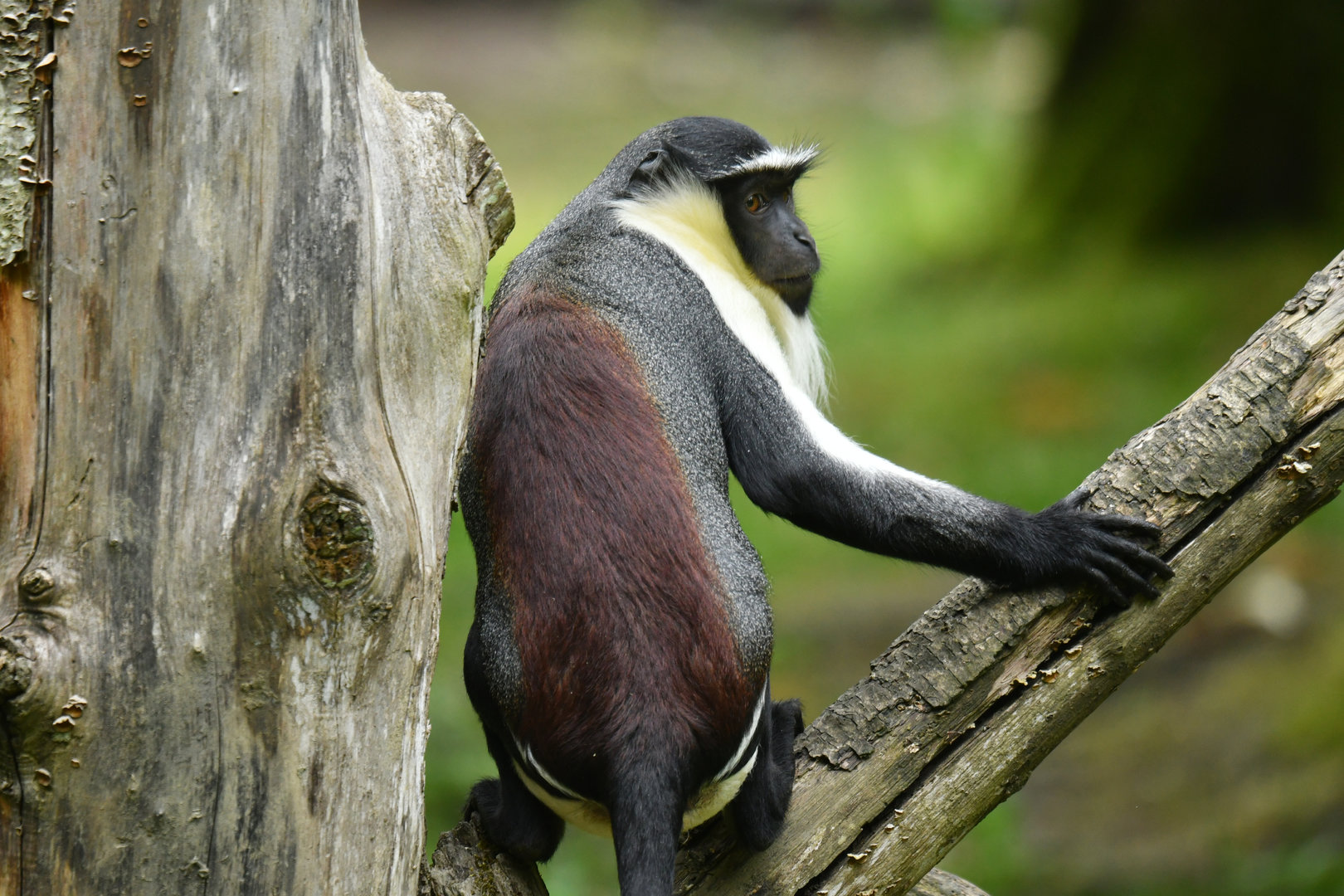 Roloway Guenon (Cercopithecus roloway)