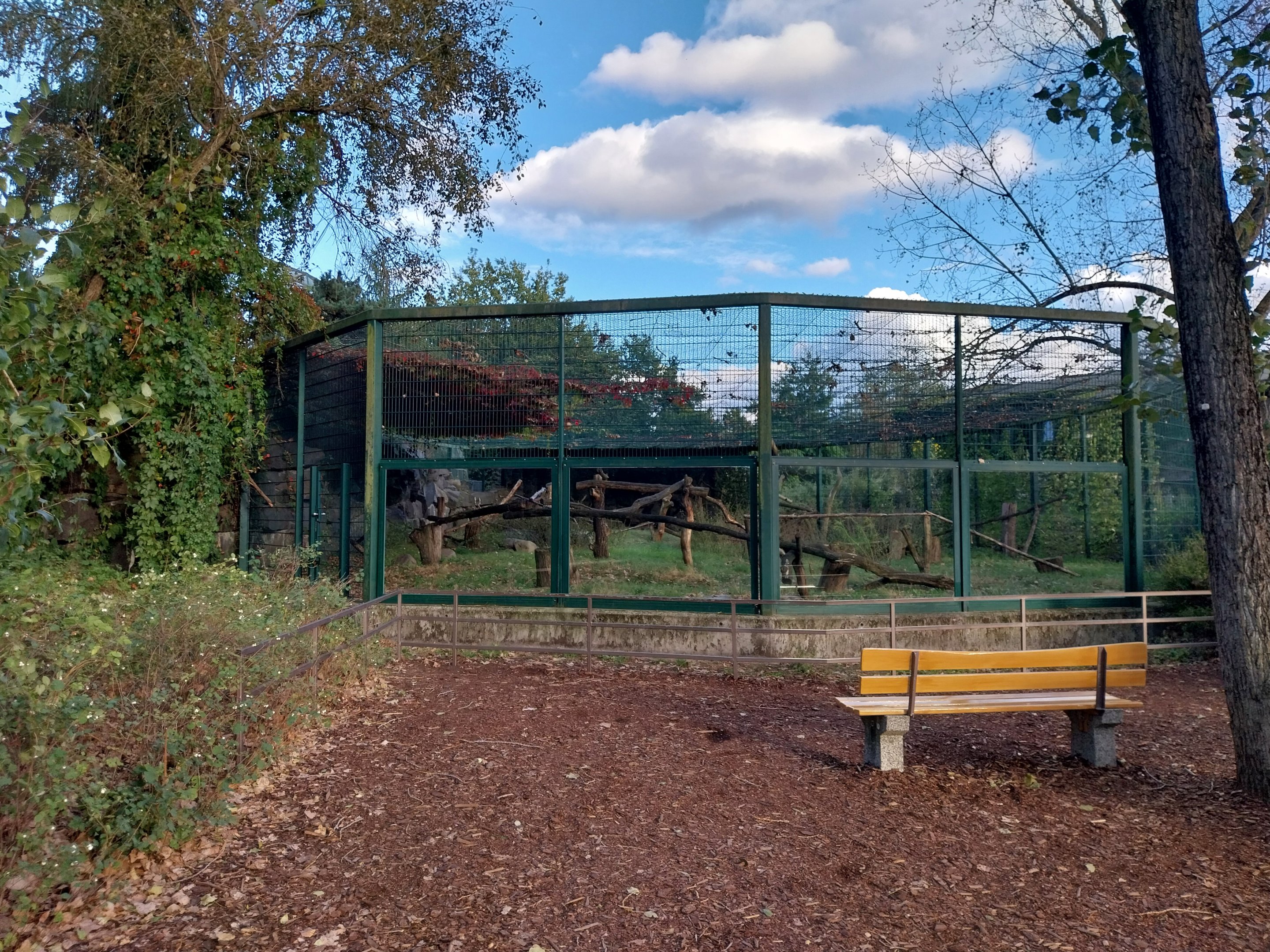 Roloway Guenon (Cercopithecus roloway)