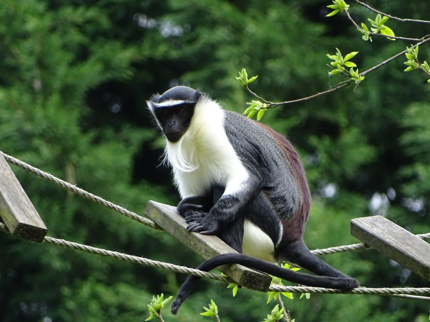Roloway Guenon (Cercopithecus roloway)