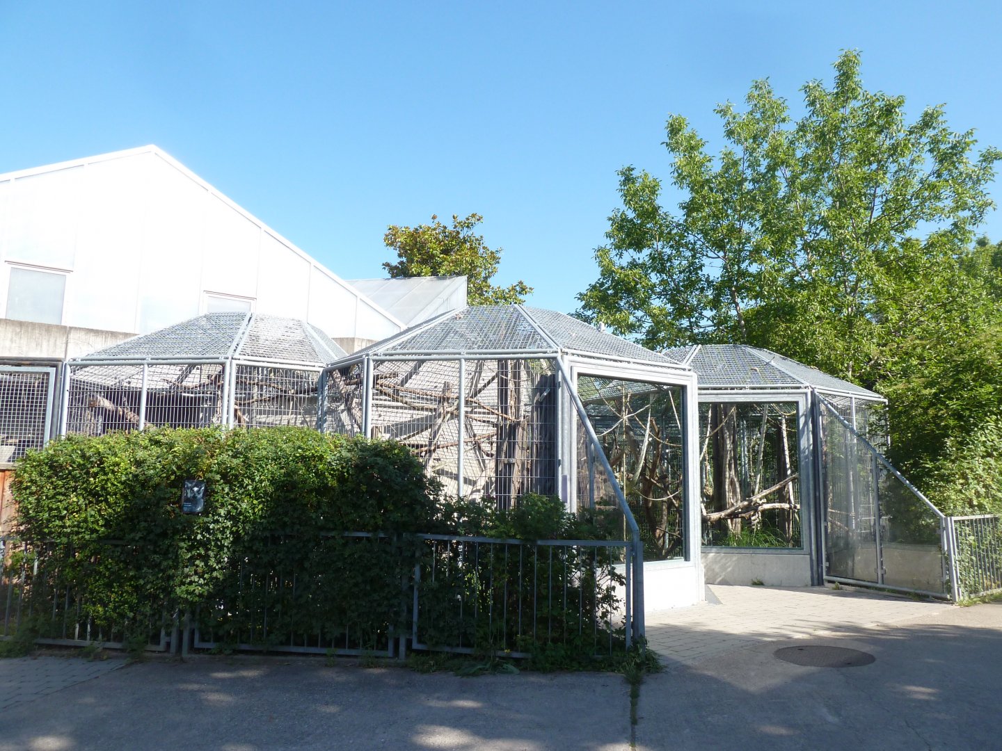 Roloway guenon enclosue