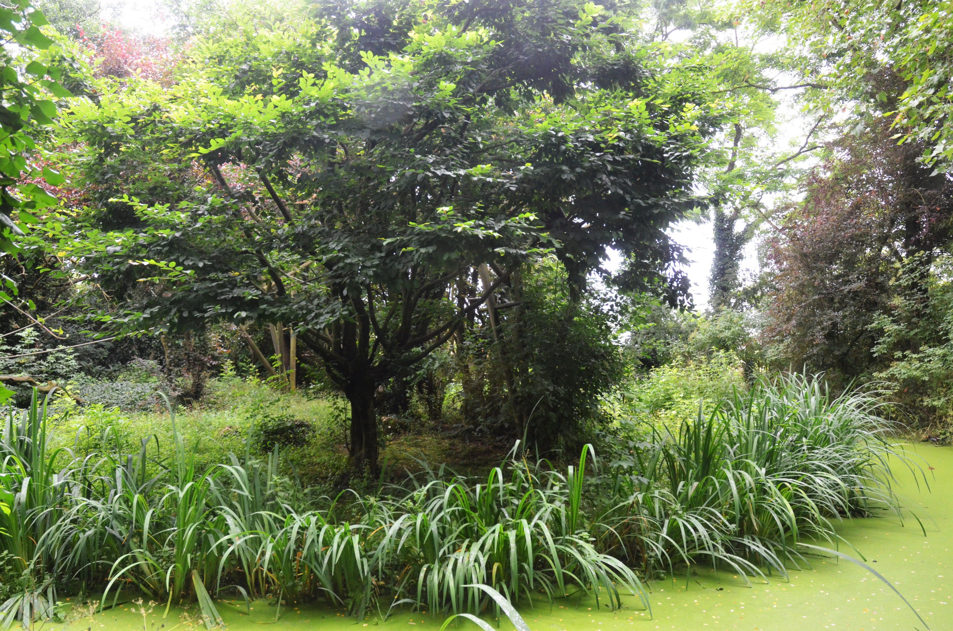 Roloway Guenon Enclosure at Doué-la-Fontaine, 15/06/18