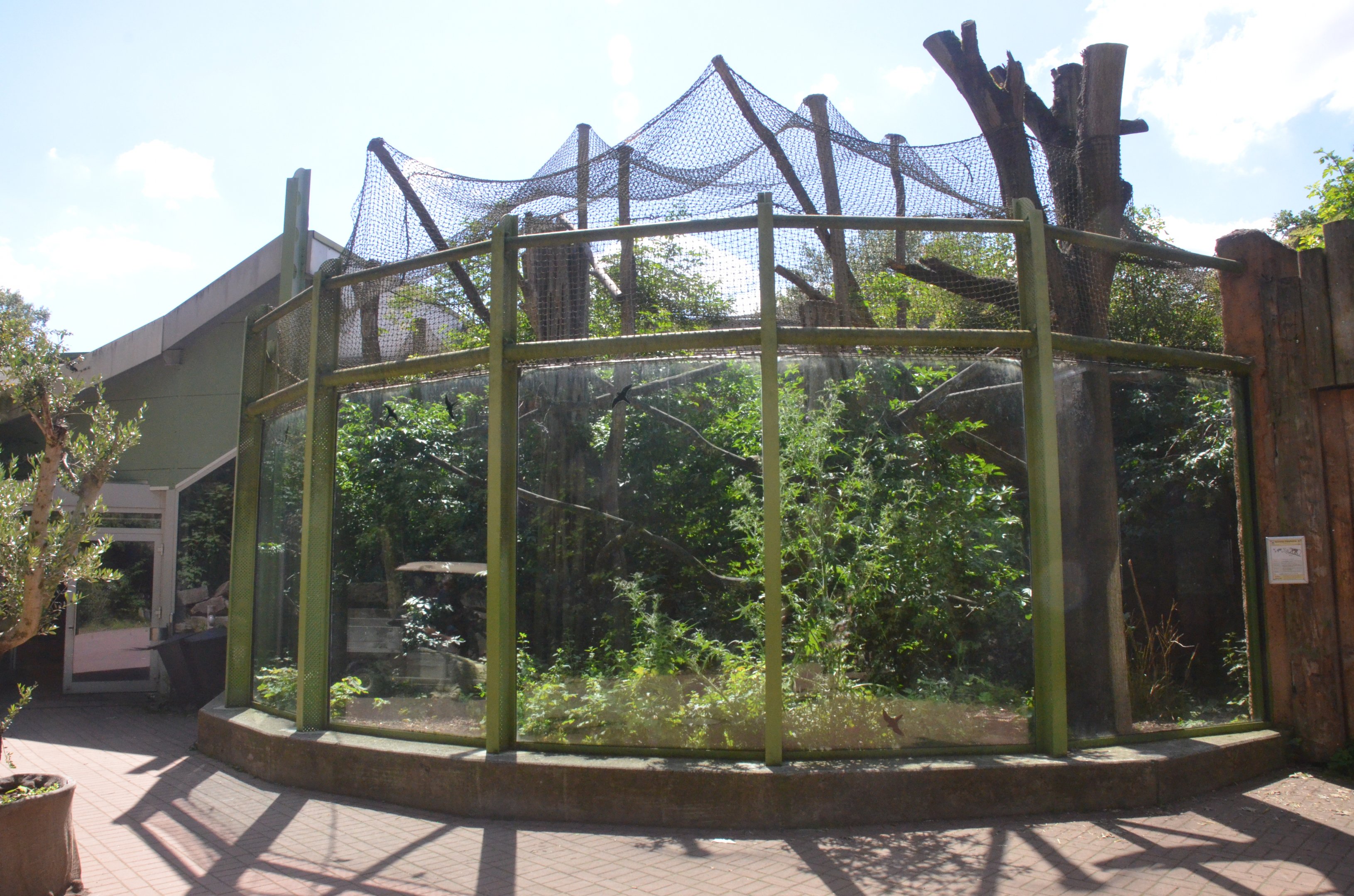 Roloway Guenon Enclosure in Aequatorium at Duisburg, 17/06/19