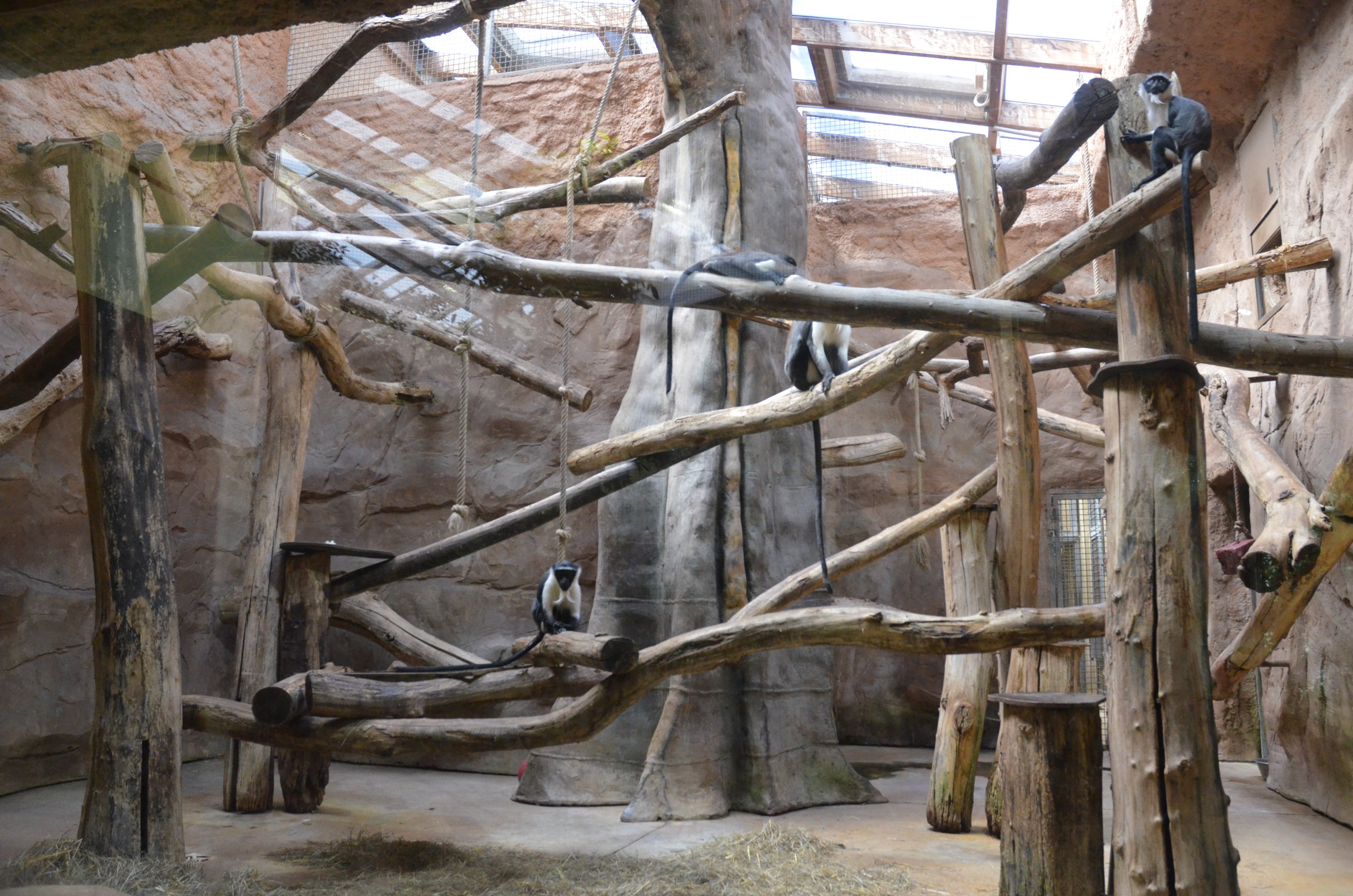 Roloway Guenon Enclosure in Aequatorium at Duisburg, 17/06/19