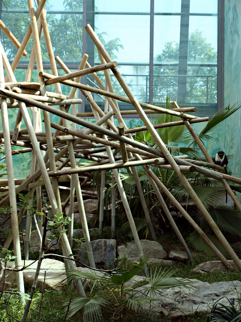 Roloway guenon indoor enclosure