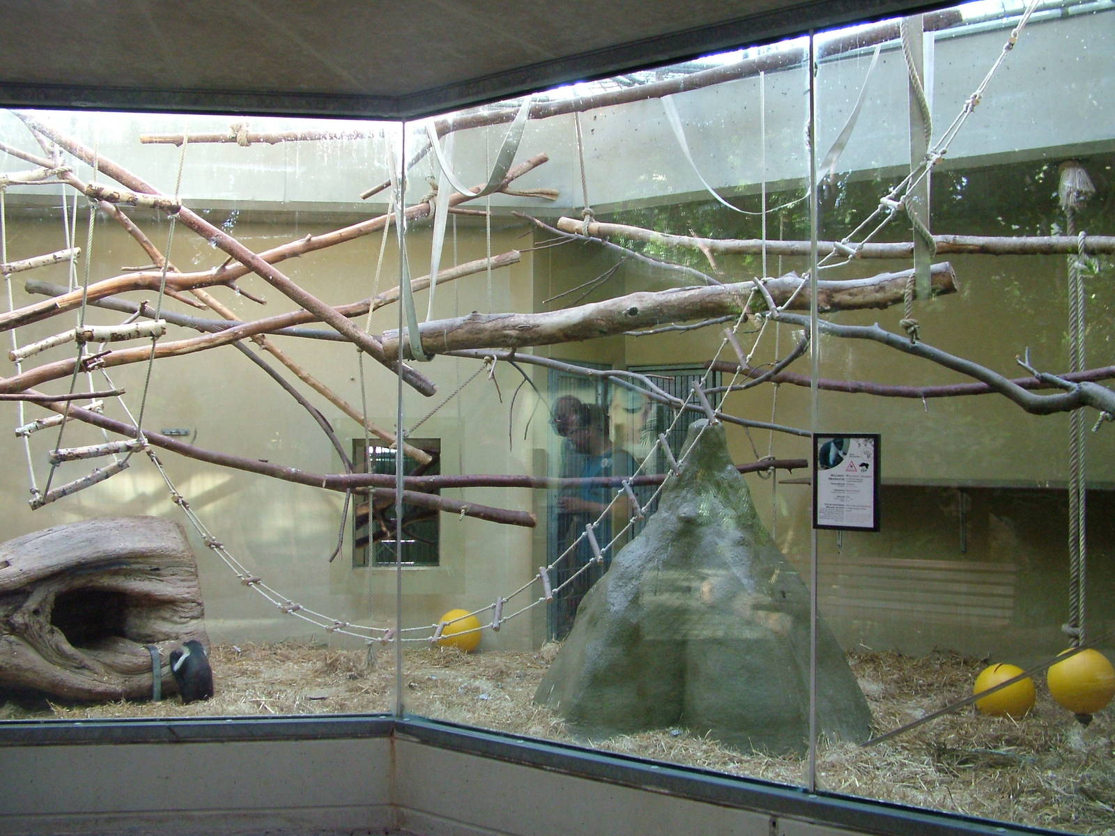 Roloway Guenon Indoor Exhibit at Heidelberg, 05/09/10