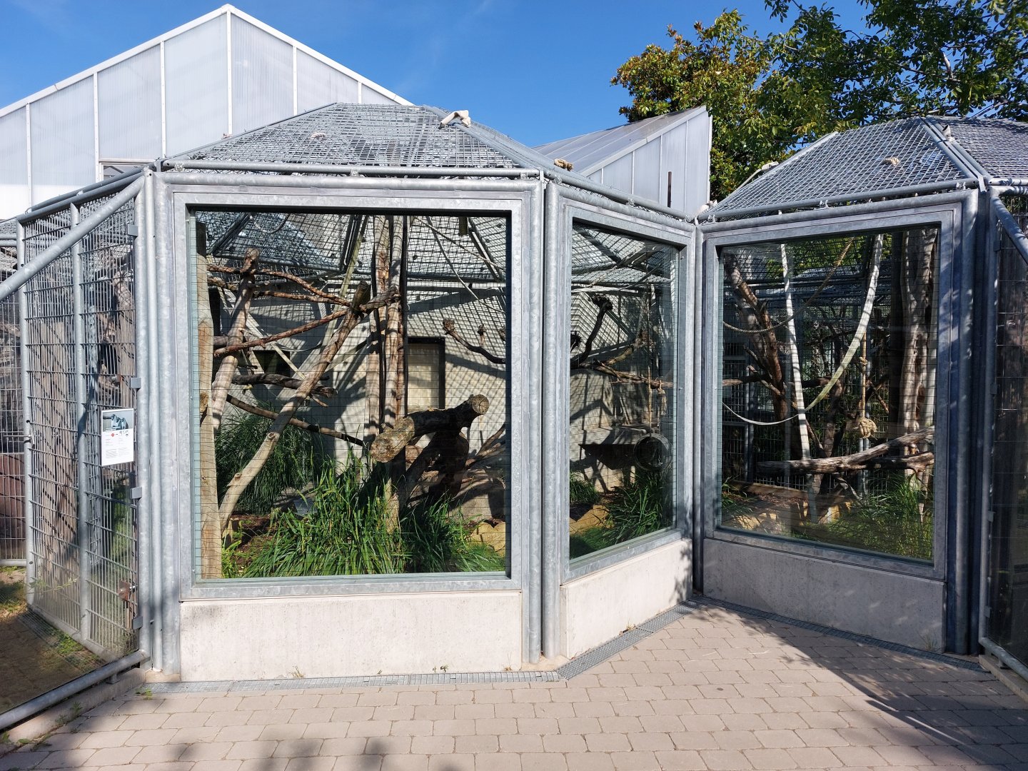 Roloway guenon outdoor