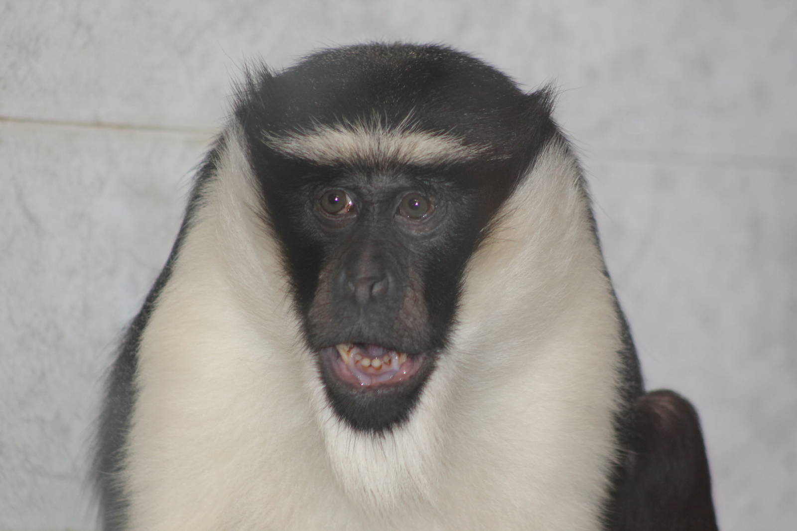 Roloway Guenon Twycross 2013