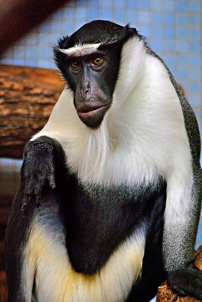 Roloway guenon
