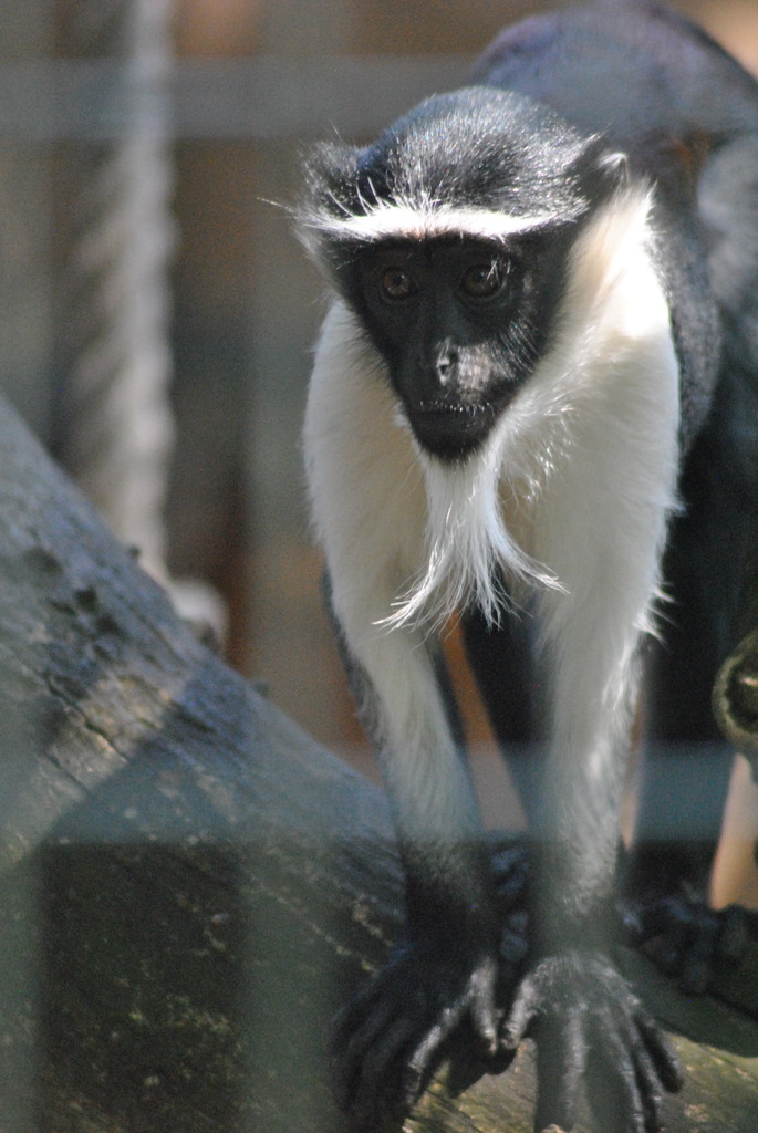 Roloway guenon