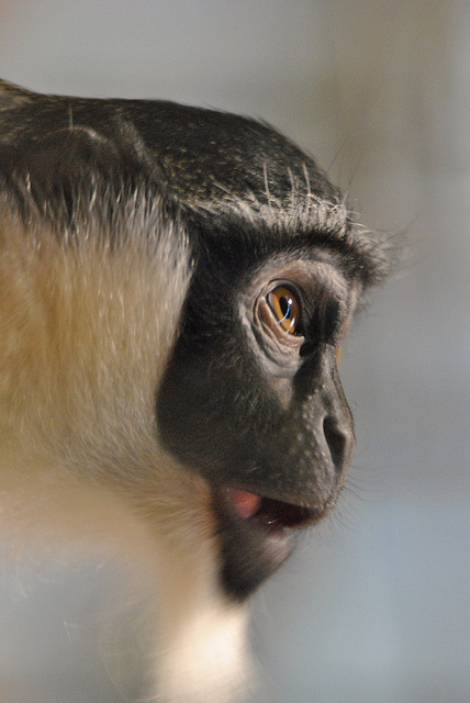 Roloway guenon
