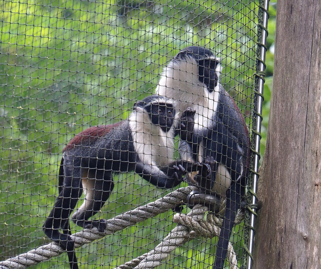 Roloway guenons (Cercopithecus roloway), 2023-08-17