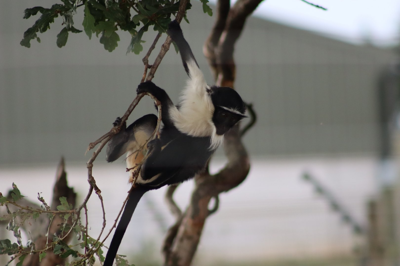 Roloway monkey - 10 September 2021