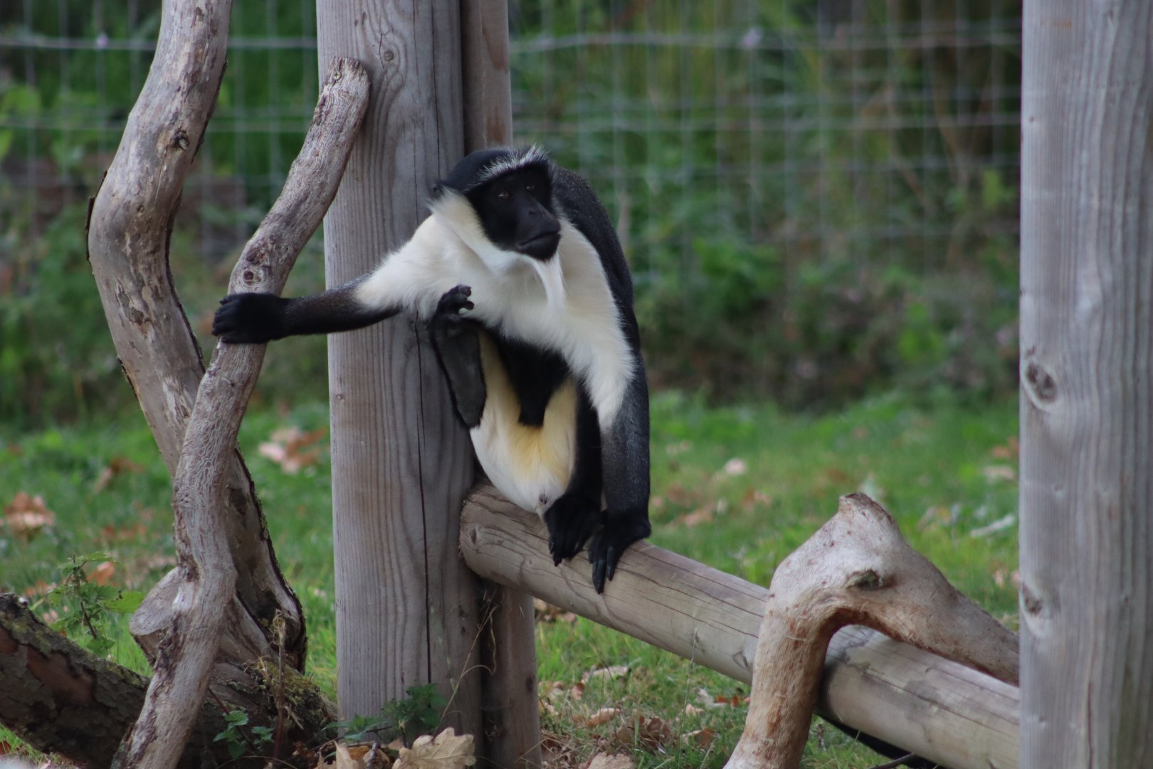 Roloway monkey - 10 September 2021