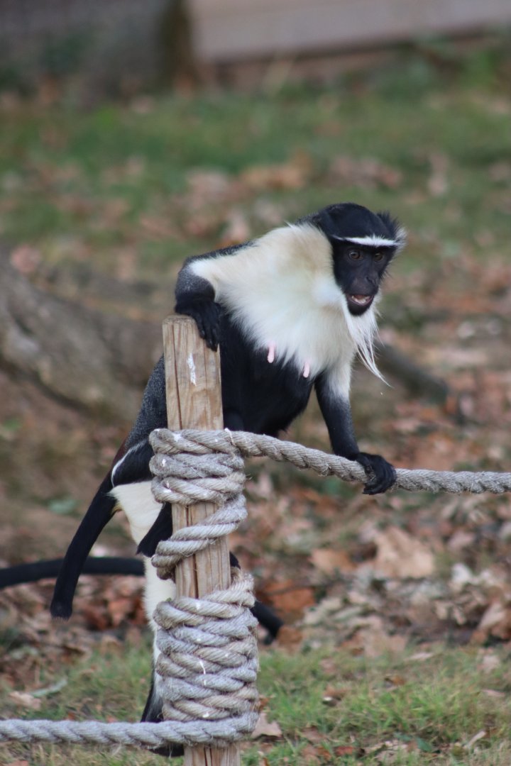 Roloway monkey - 10 September 2021