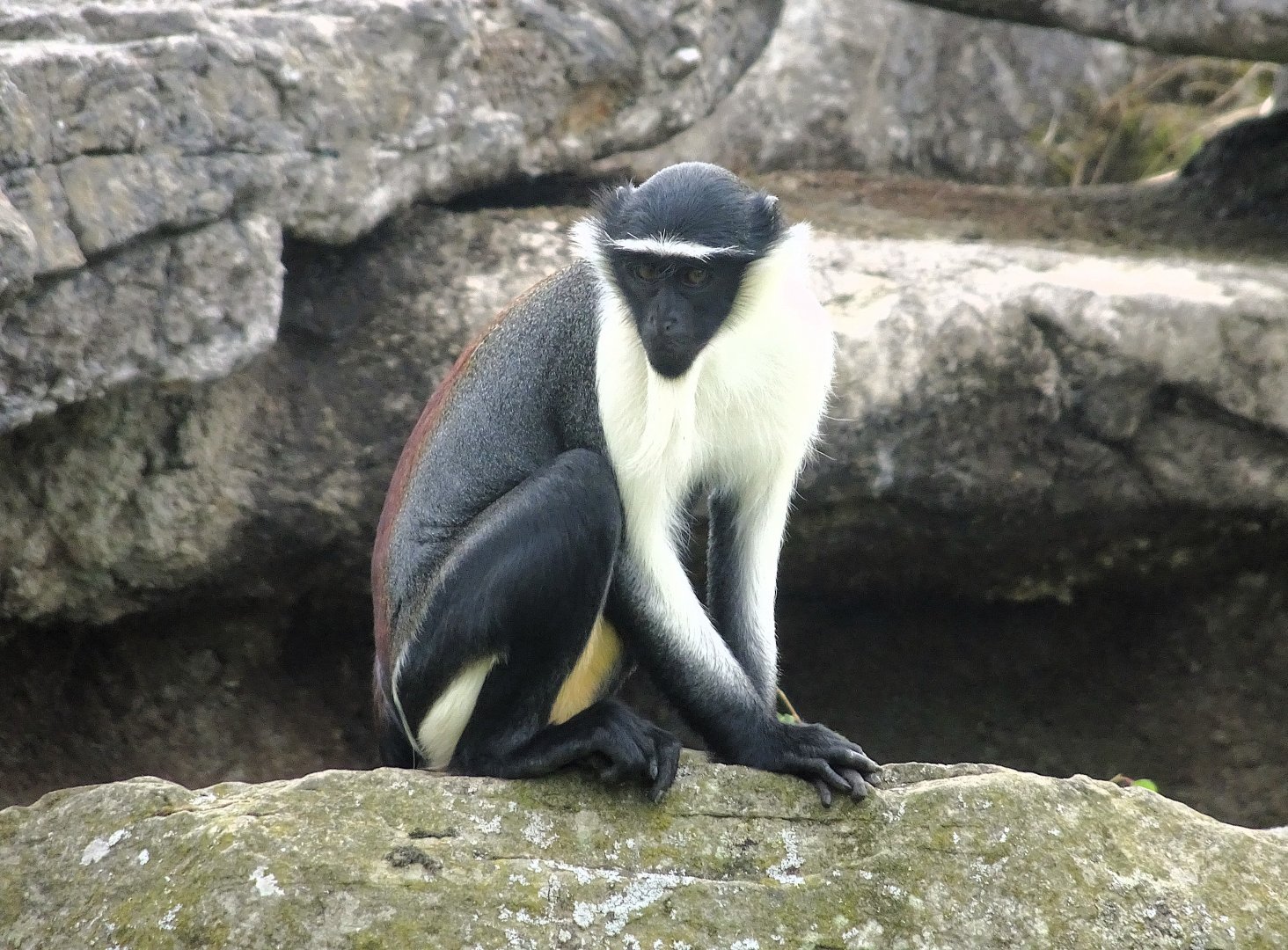 Roloway Monkey 24 August 2025