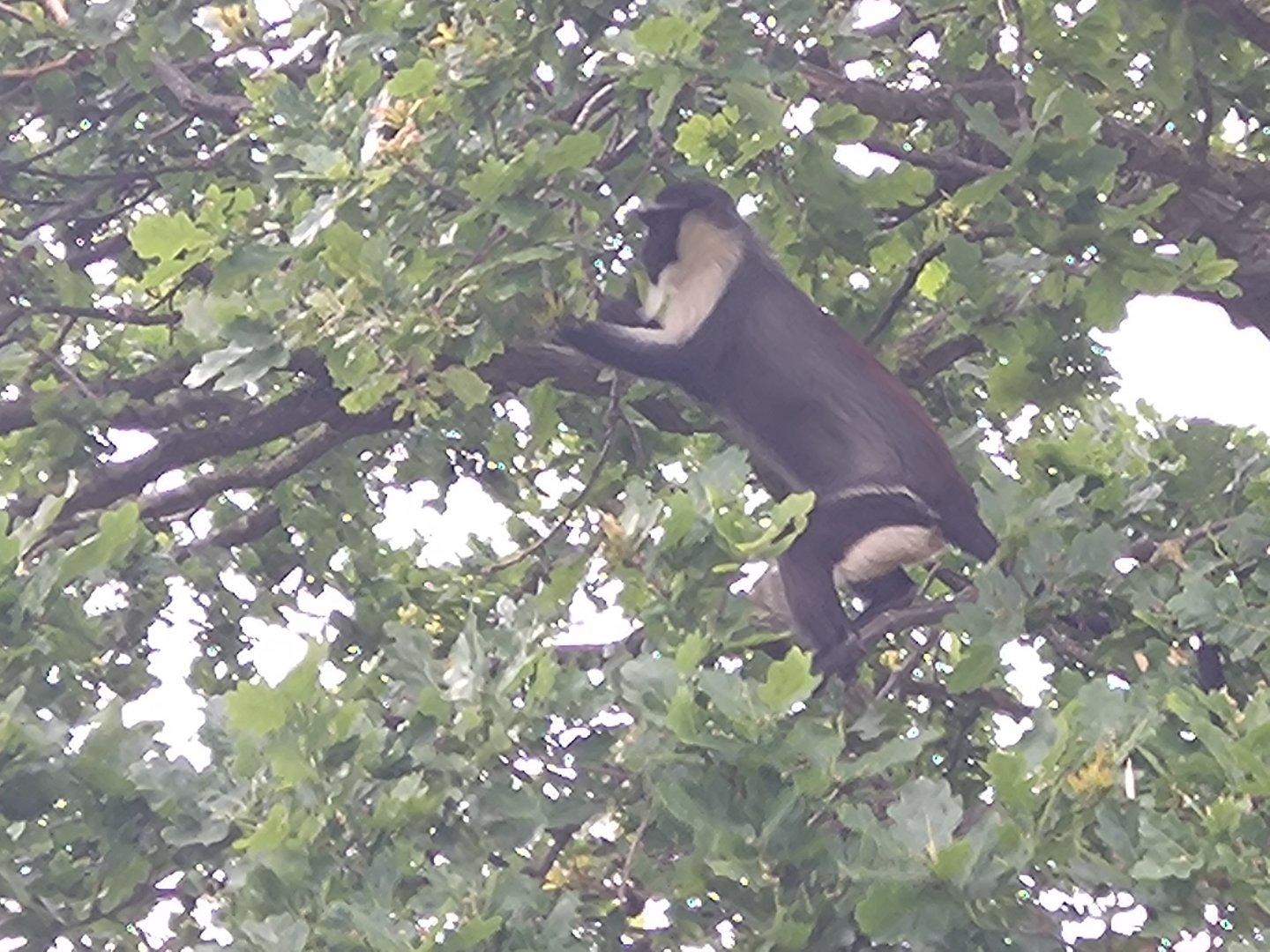 Roloway Monkey 6/6/24