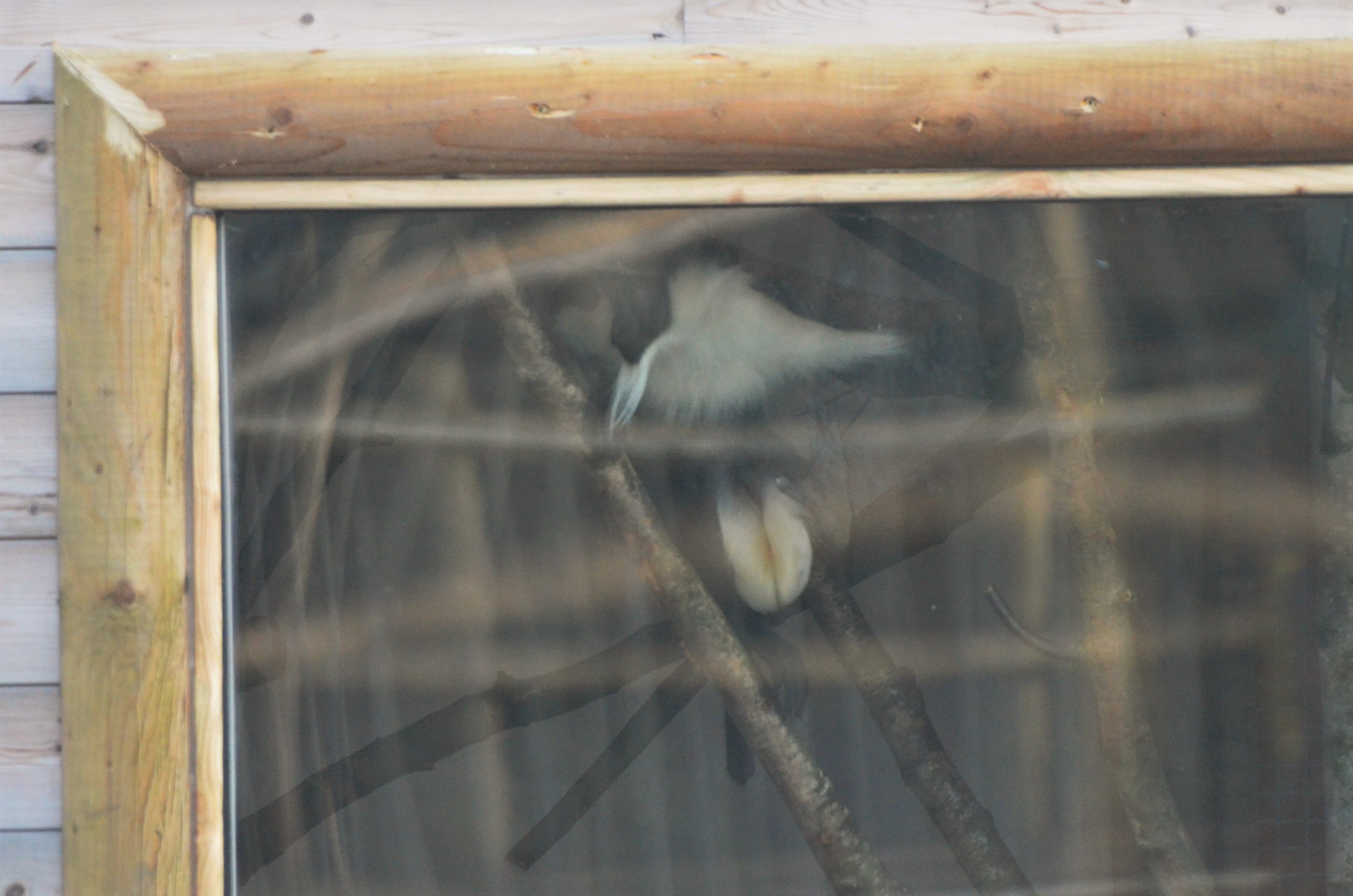 Roloway Monkey at Yorkshire WP, 18/01/20