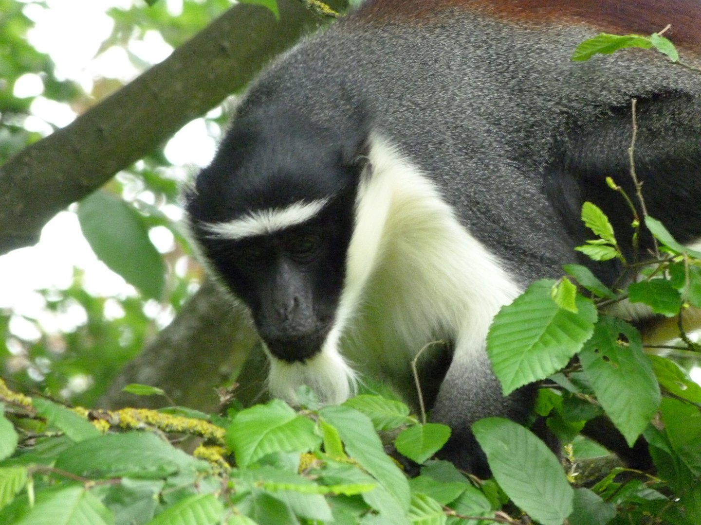 Roloway monkey -Bioparc de Doué la Fontaine (2025)