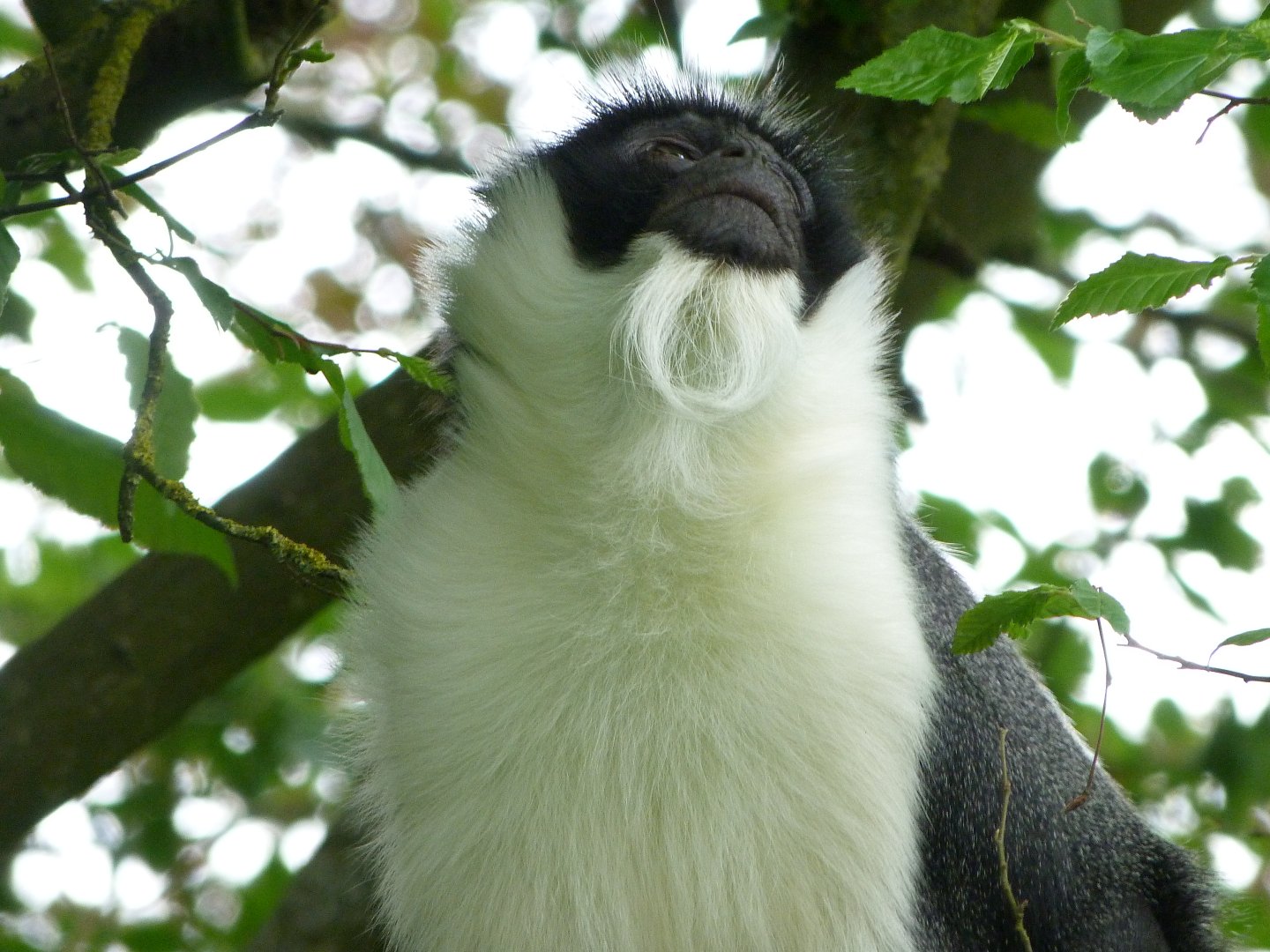 Roloway monkey -Bioparc de Doué la Fontaine (2025)