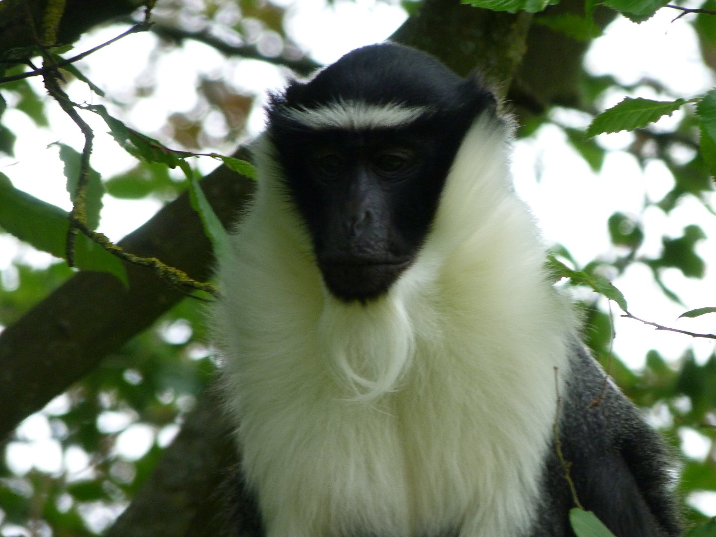 Roloway monkey -Bioparc de Doué la Fontaine (2025)