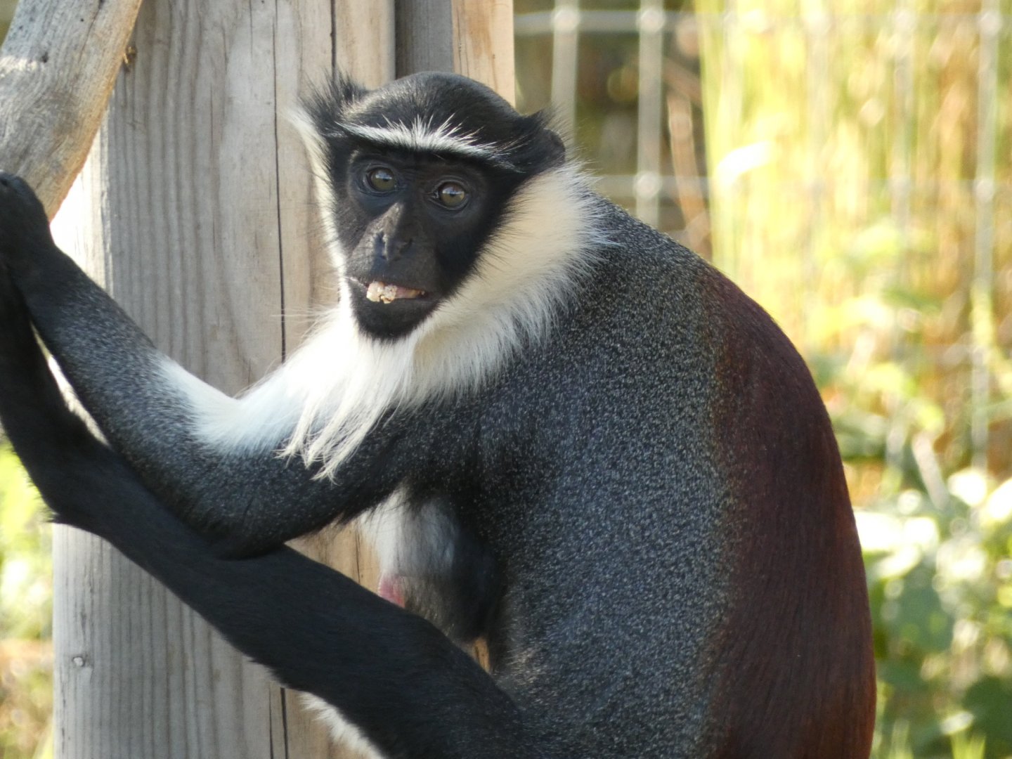 Roloway monkey (Cercopithecus roloway) - 10/08/22