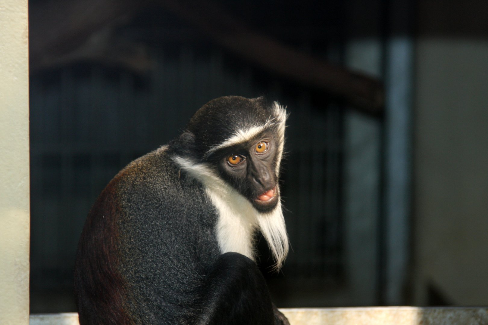 roloway monkey (Cercopithecus roloway) 2010