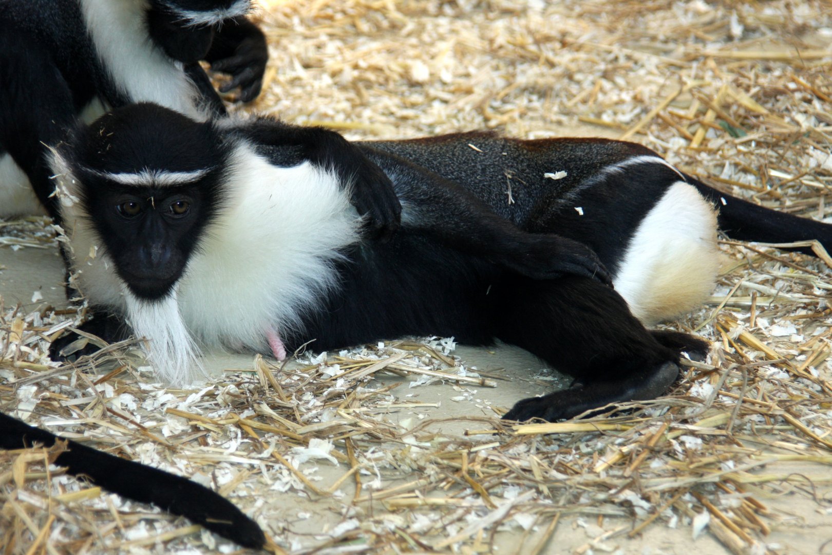 roloway monkey (Cercopithecus roloway) 2010