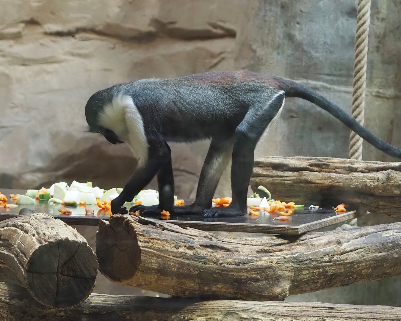 Roloway monkey (Cercopithecus roloway), 2024-06-08