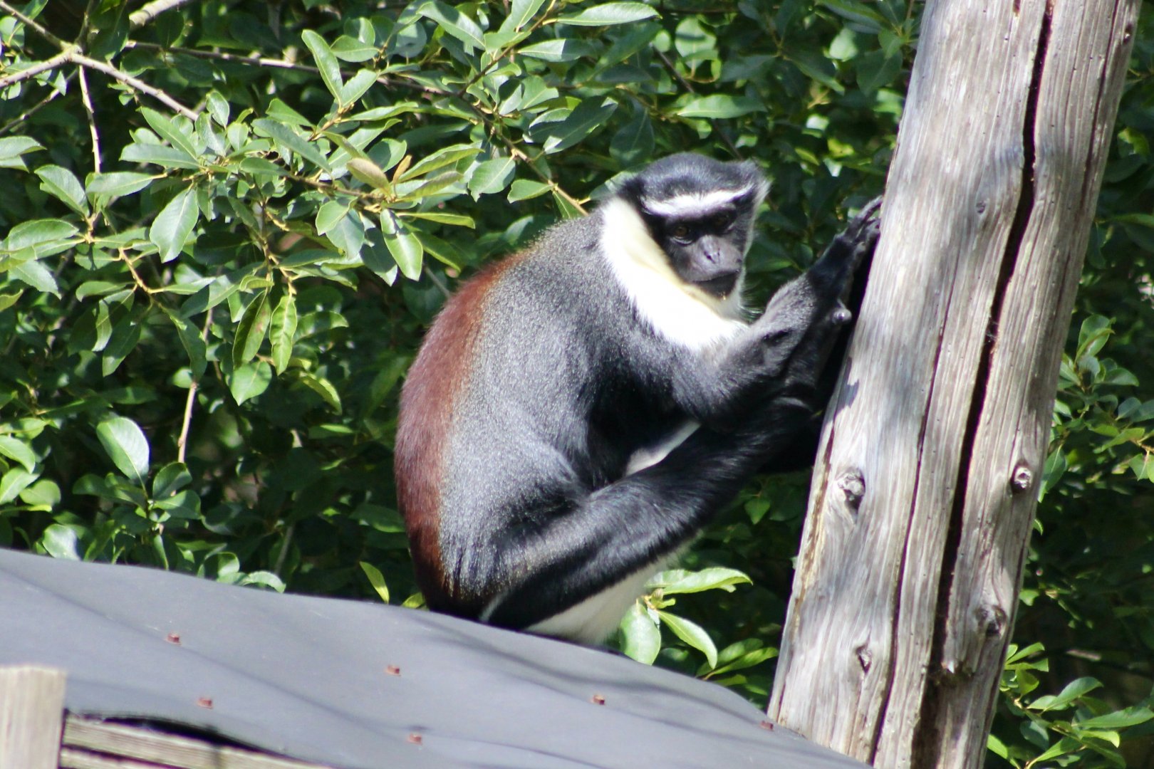 Roloway monkey (Cercopithecus roloway) - 27/7/2025