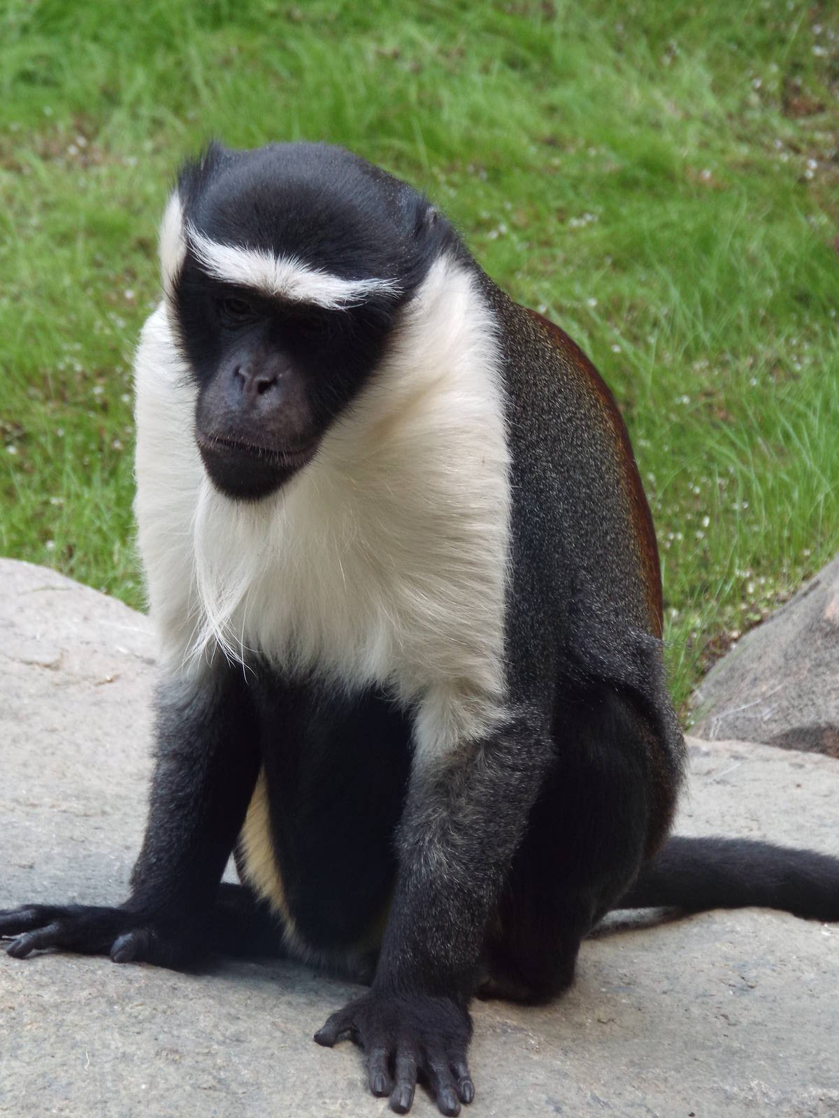 Roloway Monkey (Cercopithecus roloway) at Tierpark Hellabrunn - April 9th 2
