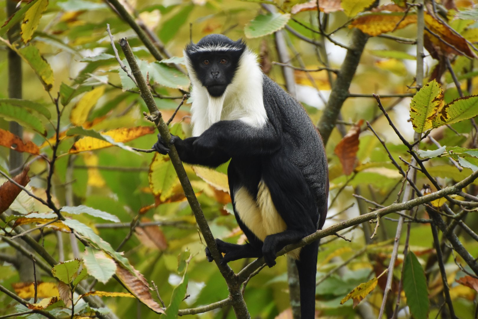 Roloway monkey (Cercopithecus roloway)