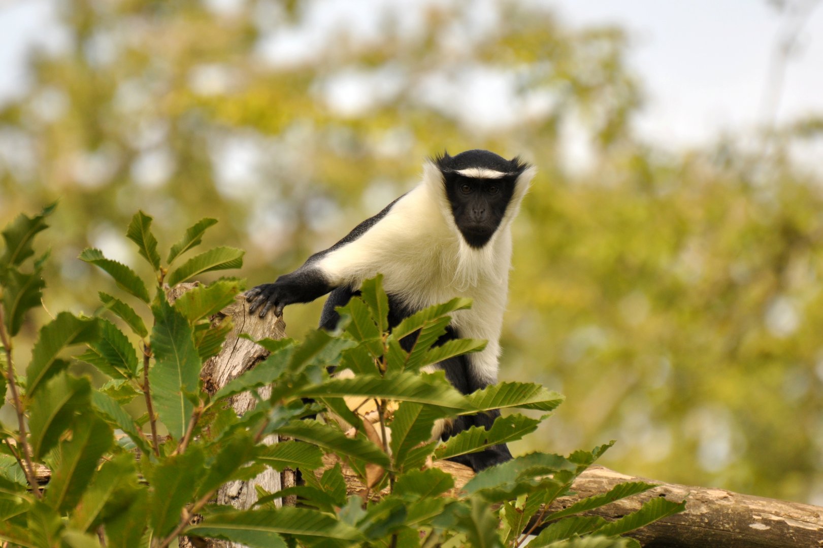 Roloway monkey (Cercopithecus roloway)